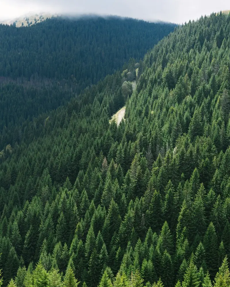 Šume Nacionalnog parka Kopaonik